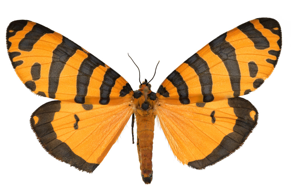 Amphicallia pactolicus  48 mm Flügelspannweite, Kamerun